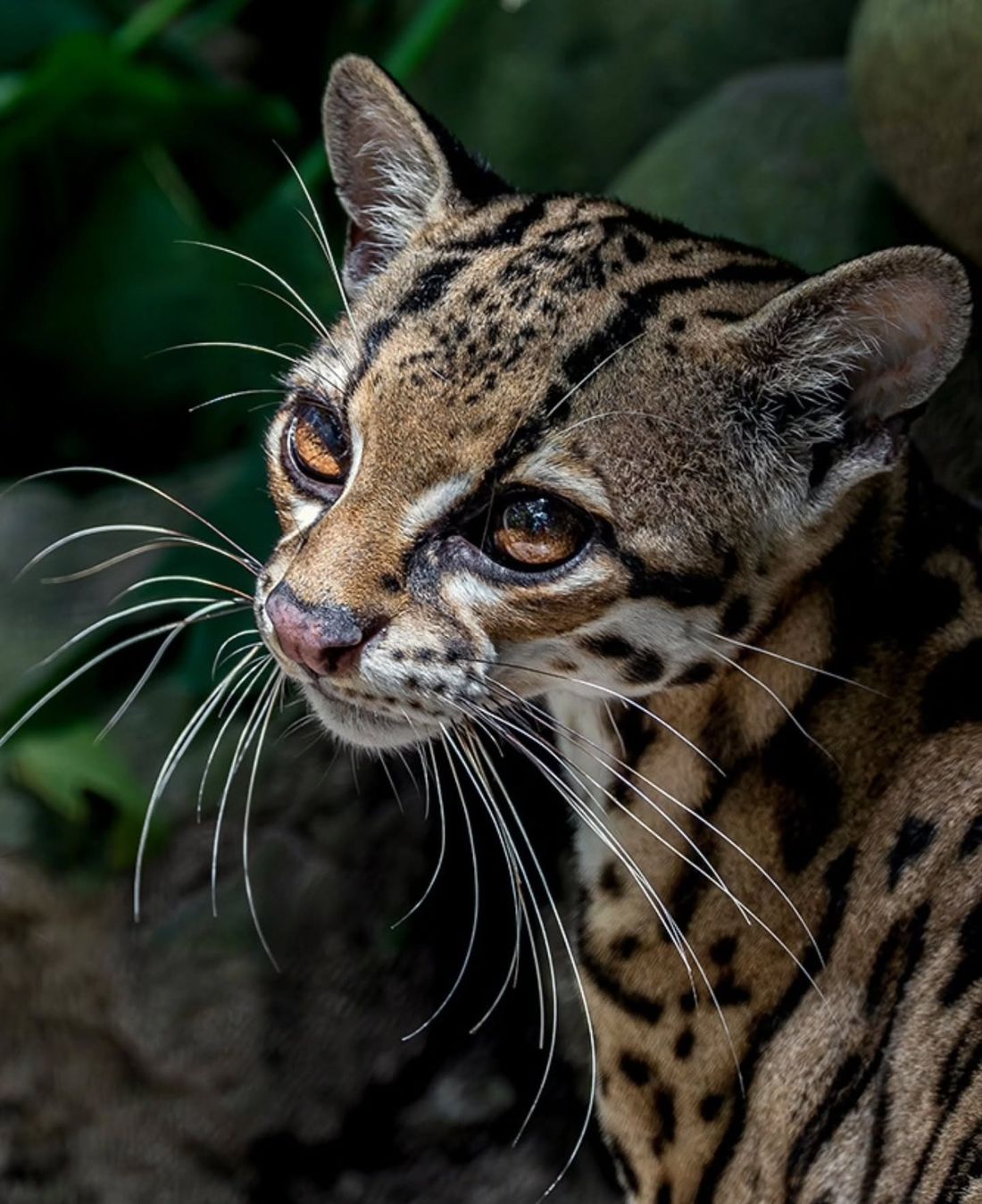 Un ocelote, el manigordo, mirando de frente entre la vegetación